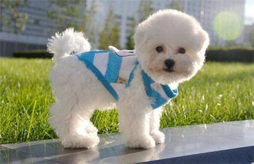 比熊怎么会有,比熊产生耳螨的缘故 比熊怎么会有,比熊产生耳螨的缘故