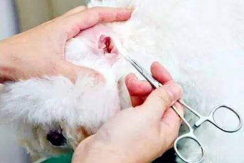 比熊怎么会有,比熊产生耳螨的缘故 比熊怎么会有,比熊产生耳螨的缘故