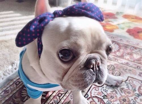 【养宠物心得分享】法斗非常容易得耳螨吗,法斗何时非常容易得耳螨 【养宠物心得分享】法斗非常容易得耳螨吗,法斗何时非常容易得耳