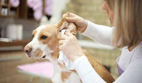 小狗不断挠耳朵,是否有耳螨 小狗不断挠耳朵,是否有耳螨