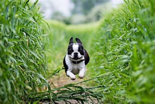 法牛闹狗都有哪些症状,法斗闹狗如何处理 法牛闹狗都有哪些症状,法斗闹狗如何处理