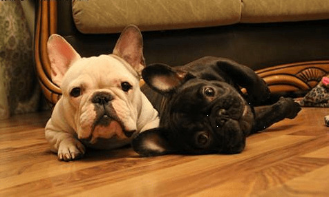 【养宠物心得分享】小狗多少清除耳螨,法牛多少能够 除掉耳螨 【养宠物心得分享】小狗多少清除耳螨,法牛多少能够 除掉耳螨