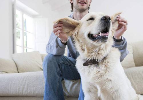 【养宠物心得分享】狗狗患上耳螨用什药,宠物狗狗耳螨不服药该怎么办会死吗 【养宠物心得分享】狗狗患上耳螨用什药,宠物狗狗耳螨不服药该怎