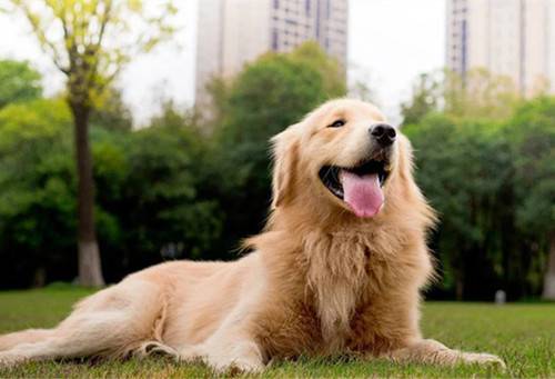 【养宠物心得分享】狗狗患上耳螨用什药,宠物狗狗耳螨不服药该怎么办会死吗 【养宠物心得分享】狗狗患上耳螨用什药,宠物狗狗耳螨不服药该怎