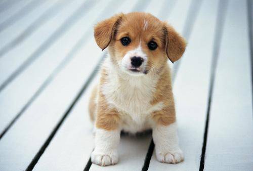 【养宠物心得分享】小狗狗不断挠耳朵,是否有耳螨 【养宠物心得分享】小狗狗不断挠耳朵,是否有耳螨