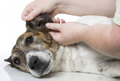 【养宠物心得分享】狗狗耳螨如何完全医治,狗耳螨如何治疗才不发作 【养宠物心得分享】狗狗耳螨如何完全医治,狗耳螨如何治疗才不发