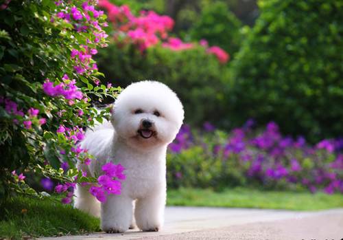 比熊耳朵便便如何解决,比熊耳朵臭如何一会事 比熊耳朵便便如何解决,比熊耳朵臭如何一会事