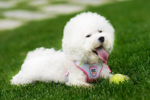 比熊耳朵便便如何解决,比熊耳朵臭如何一会事 比熊耳朵便便如何解决,比熊耳朵臭如何一会事