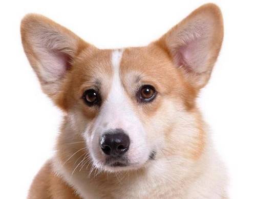 柯基耳螨不给碰该怎么办,柯基耳螨不给清除该怎么办 柯基耳螨不给碰该怎么办,柯基耳螨不给清除该怎么办