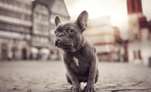 法斗耳屎是哪些的,法斗耳屎黑发出臭味一切正常吗 法斗耳屎是哪些的,法斗耳屎黑发出臭味一切正常吗