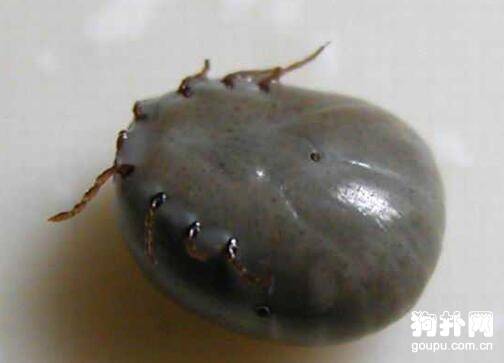 什么是蜱虫狗?狗狗被蜱虫咬后有哪些症状? 什么是蜱虫狗?狗狗被蜱虫咬后有哪些症状?