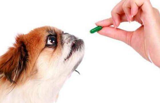 幼犬驱虫药怎么吃? 幼犬驱虫药怎么吃?