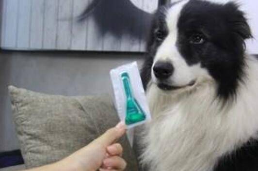 幼犬驱虫药多久吃一次? 幼犬驱虫药多久吃一次?