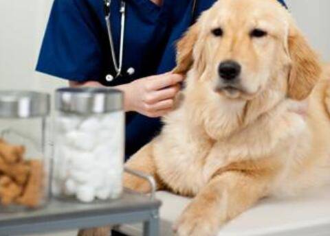 幼犬驱虫药怎么吃? 幼犬驱虫药怎么吃?