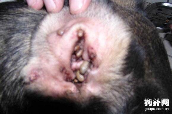 蜱虫狗怎么治疗,蜱虫咬后症状及预防方法 蜱虫狗怎么治疗,蜱虫咬后症状及预防方法