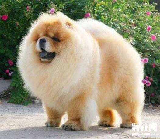 ��ô���𹷹����ϵ�����