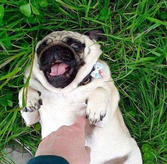 病疫情期内不外出,还必须每一月给狗狗驱虫吗? 病疫情期内不外出,还必须每一月给狗狗驱虫吗?