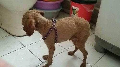 假如家里泰迪有这6个特点,表明它的身上有“虫”了 假如家里泰迪有这6个特点,表明它的身上有“虫”了