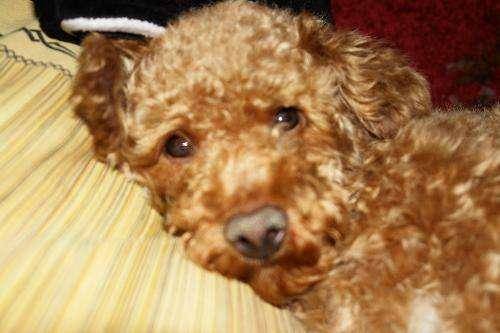 假如家里泰迪有这6个特点,表明它的身上有“虫”了 假如家里泰迪有这6个特点,表明它的身上有“虫”了