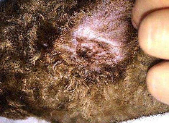 假如家里泰迪有这6个特点,表明它的身上有“虫”了 假如家里泰迪有这6个特点,表明它的身上有“虫”了