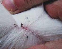 身上“有虫”的狗狗,通常有这6个主要表现,赶快驱虫吧 身上“有虫”的狗狗,通常有这6个主要表现,赶快驱虫吧