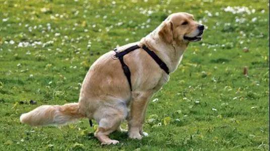 身上“有虫”的狗狗,通常有这6个主要表现,赶快驱虫吧 身上“有虫”的狗狗,通常有这6个主要表现,赶快驱虫吧