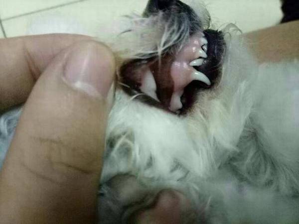 身上“有虫”的狗狗,通常有这6个主要表现,赶快驱虫吧 身上“有虫”的狗狗,通常有这6个主要表现,赶快驱虫吧