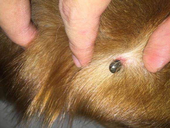 С���ڽ�ë�����ϼ���һ�������С��������������Ļ����һ������