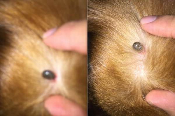 С���ڽ�ë�����ϼ���һ�������С��������������Ļ����һ������