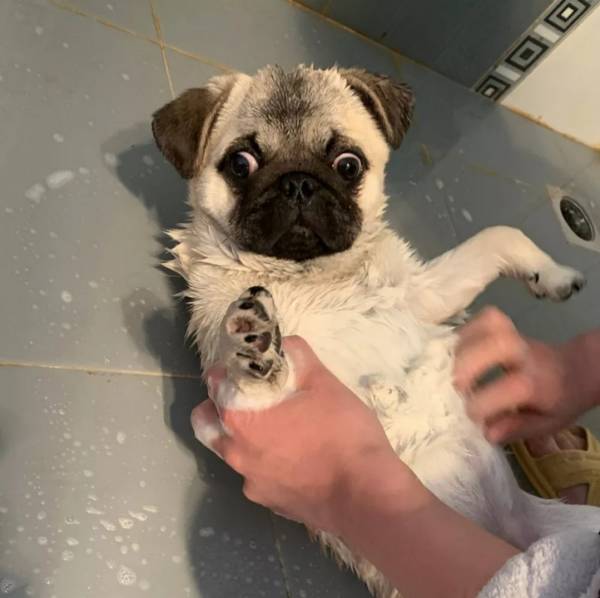 狗狗去玩一趟回家了后经常腹泻找不到缘故?请注意这类裂头蚴 狗狗去玩一趟回家了后经常腹泻找不到缘故?请注意这类裂头蚴