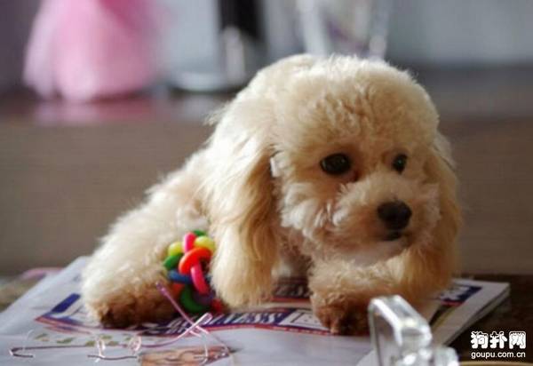 狗狗细小病毒有哪些症状 狗狗细小病毒有哪些症状