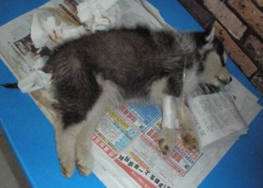 细小的潜伏期有多久,有什么症状? 细小的潜伏期有多久,有什么症状?