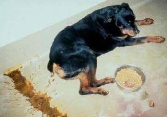 细小的潜伏期有多久,有什么症状? 细小的潜伏期有多久,有什么症状?