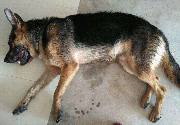 细小病毒应该怎么治疗 细小病毒应该怎么治疗