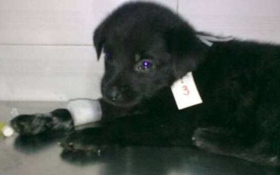 细小病毒应该怎么治疗 细小病毒应该怎么治疗