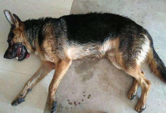 狗狗是怎么得上细小的,细小的症状有哪些 狗狗是怎么得上细小的,细小的症状有哪些