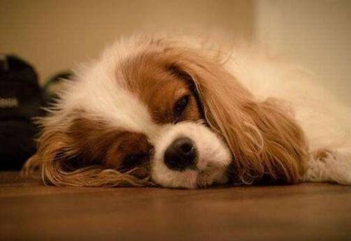 狗狗是怎么得上细小的,细小的症状有哪些 狗狗是怎么得上细小的,细小的症状有哪些