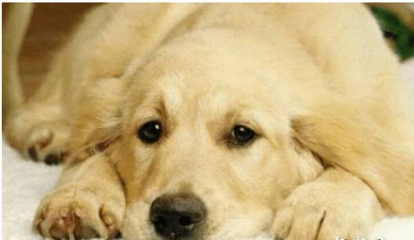 ������ϸС��������Щ֢״?