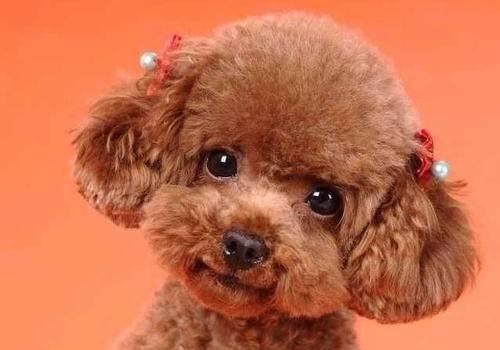 泰迪感冒了能自身好么 泰迪感冒了能自身好么