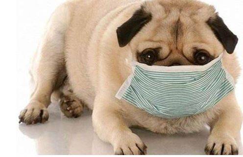 小狗是怎么发烧感冒的 小狗是怎么发烧感冒的