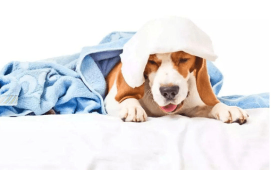 狗狗咳嗽是怎么回事?小宠医生来解释 狗狗咳嗽是怎么回事?小宠医生来解释