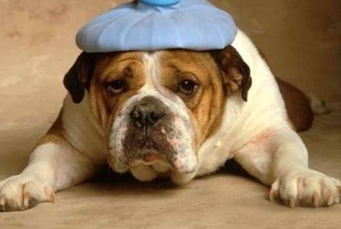 狗狗感冒哭唧唧,狗狗感冒能不能吃成年人的药 狗狗感冒哭唧唧,狗狗感冒能不能吃成年人的药