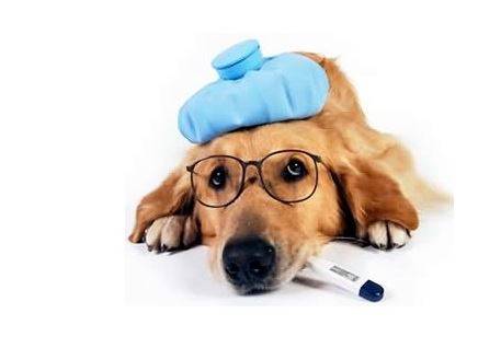 狗狗感冒不要吃物品能灌吗 狗狗感冒不要吃物品能灌吗