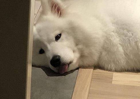 萨摩耶感冒发烧问题不大吧 萨摩耶感冒发烧问题不大吧