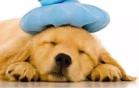 狗狗感冒吃啥消炎药好得快 狗狗感冒吃啥消炎药好得快