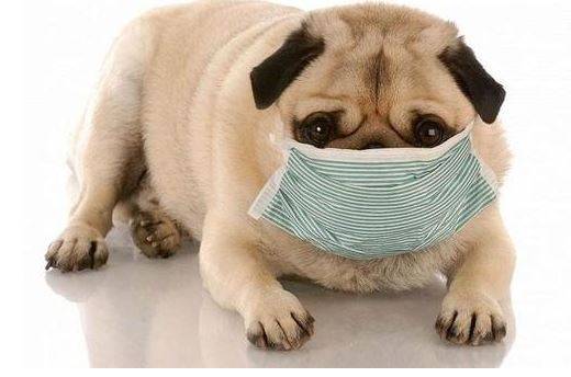 狗狗感冒哭唧唧,狗狗感冒能不能吃成年人的药 狗狗感冒哭唧唧,狗狗感冒能不能吃成年人的药