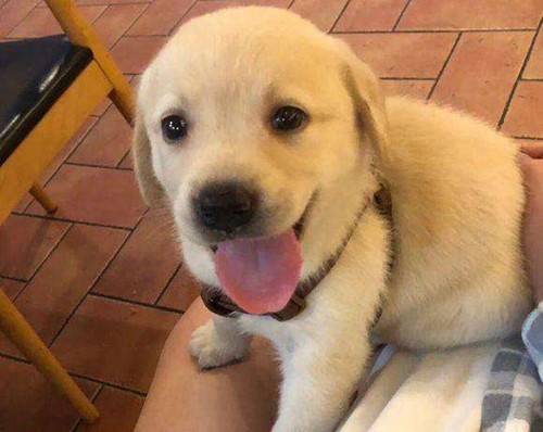 幼狗发生发寒、打喷涕的状况,2个月拉布拉多感冒的症状 幼狗发生发寒、打喷涕的状况,2个月拉布拉多感冒的症状