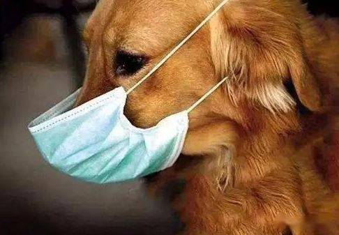 狗都容易感冒吗?小狗狗流白色鼻涕像牛乳 狗都容易感冒吗?小狗狗流白色鼻涕像牛乳