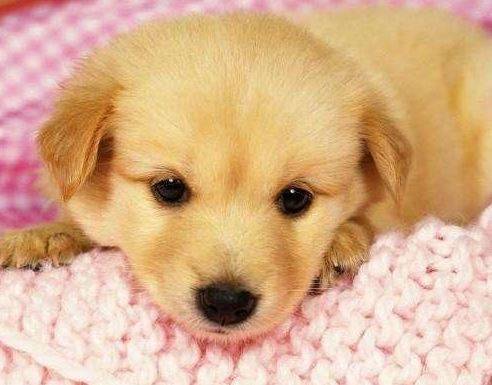 狗都容易感冒吗?小狗狗流白色鼻涕像牛乳 狗都容易感冒吗?小狗狗流白色鼻涕像牛乳