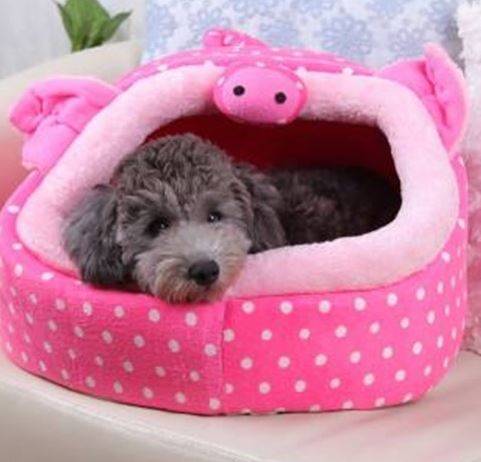 泰迪感冒不进食该怎么办 泰迪感冒不进食该怎么办